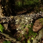 Usnea quasirigida