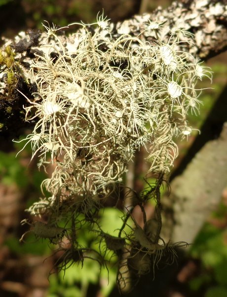 Usnea quasirigida