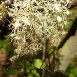 Usnea quasirigida