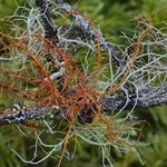 Usnea rubicunda