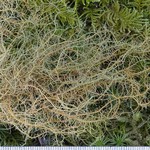 Usnea rubicunda