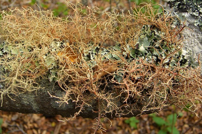 Usnea rubicunda