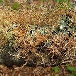 Usnea rubicunda