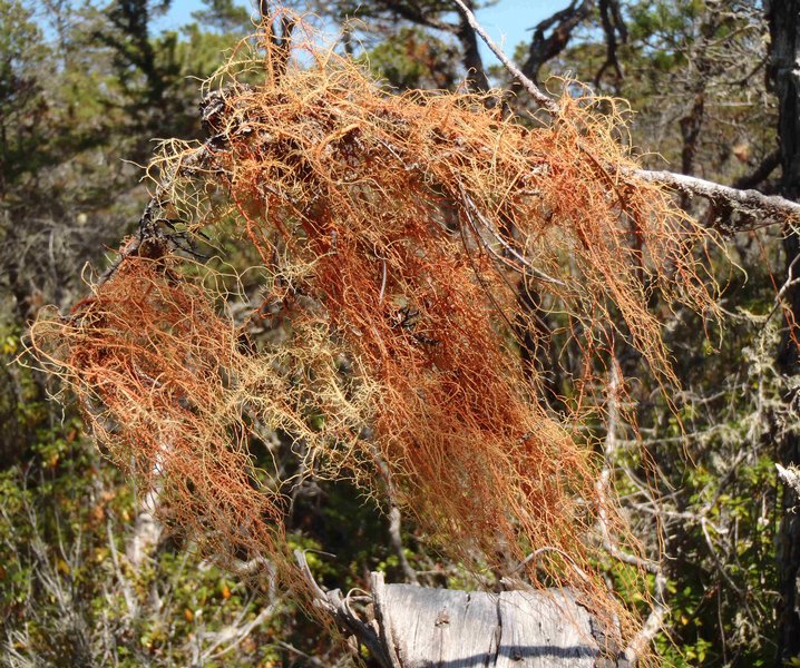 Usnea rubicunda