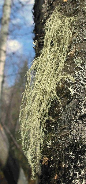 Usnea scabrata