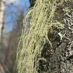 Usnea scabrata