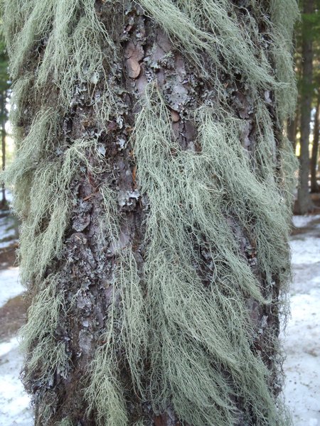 Usnea scabrata