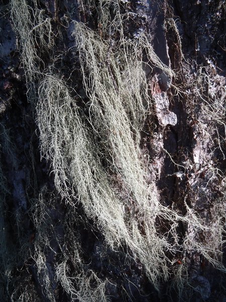 Usnea scabrata