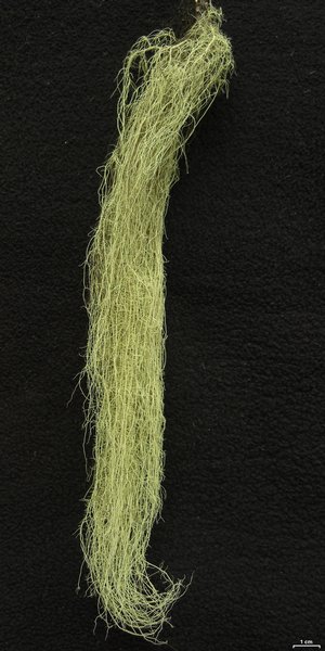 Usnea scabrata