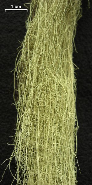 Usnea scabrata