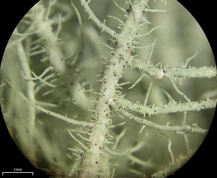 Usnea scabrata