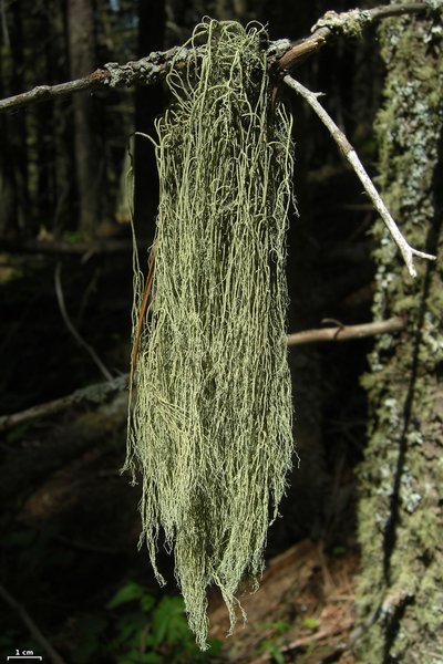 Usnea scabrata