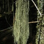 Usnea scabrata