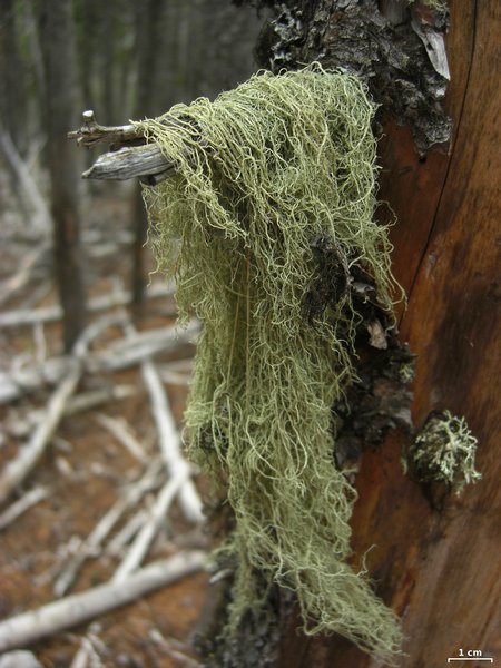 Usnea scabrata