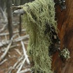 Usnea scabrata