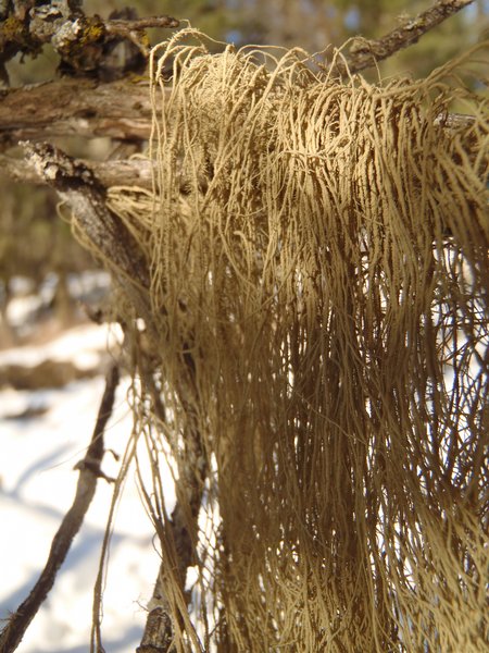 Usnea scabrata