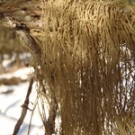 Usnea scabrata