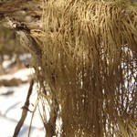 Usnea scabrata