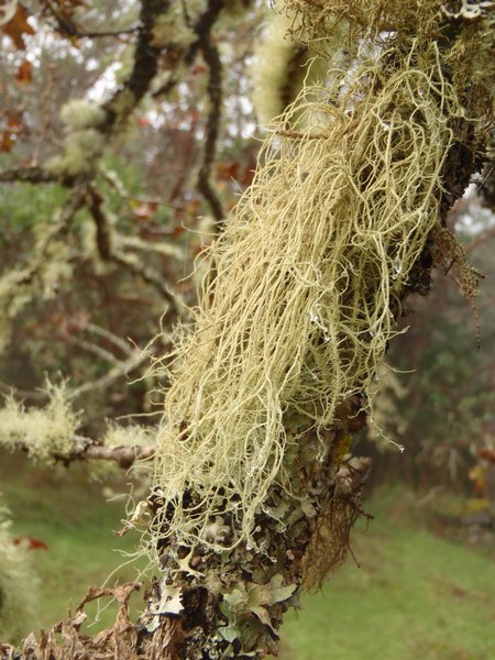 Usnea scabrata