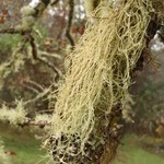 Usnea scabrata