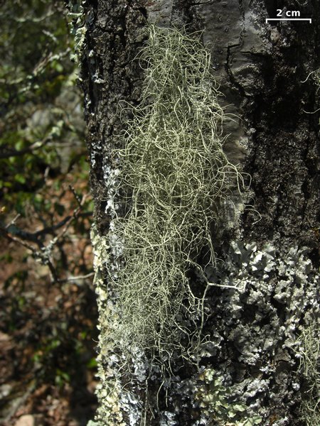 Usnea schadenbergiana