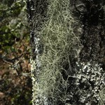 Usnea schadenbergiana