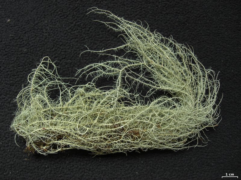 Usnea silesiaca