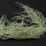 Usnea silesiaca