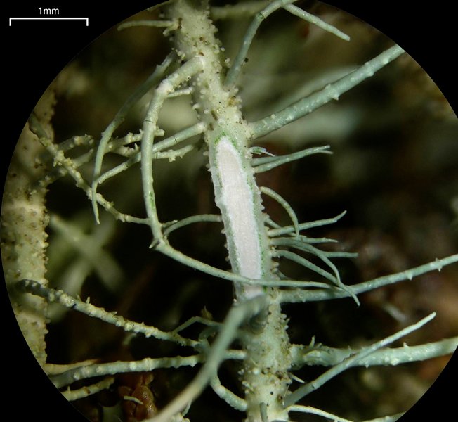 Usnea silesiaca