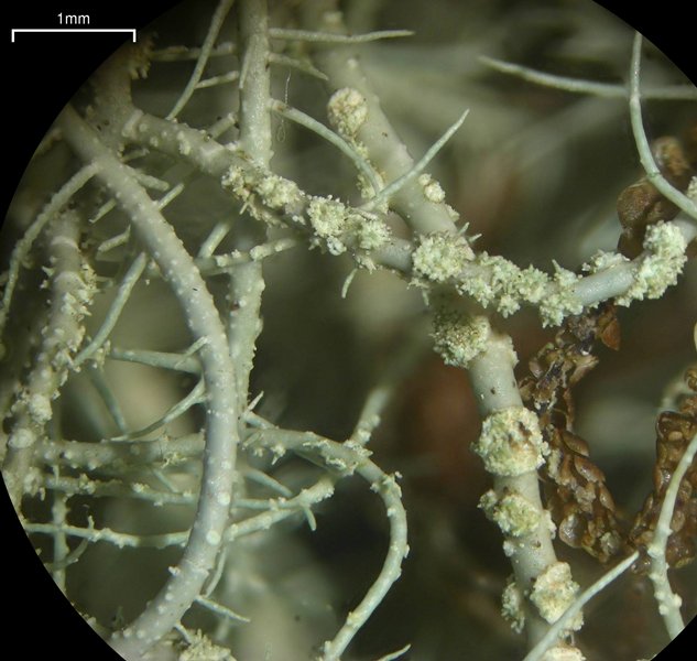 Usnea silesiaca