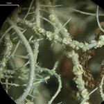 Usnea silesiaca