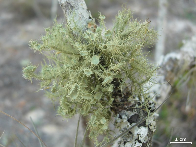 Usnea strigosa