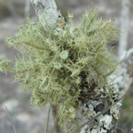 Usnea strigosa