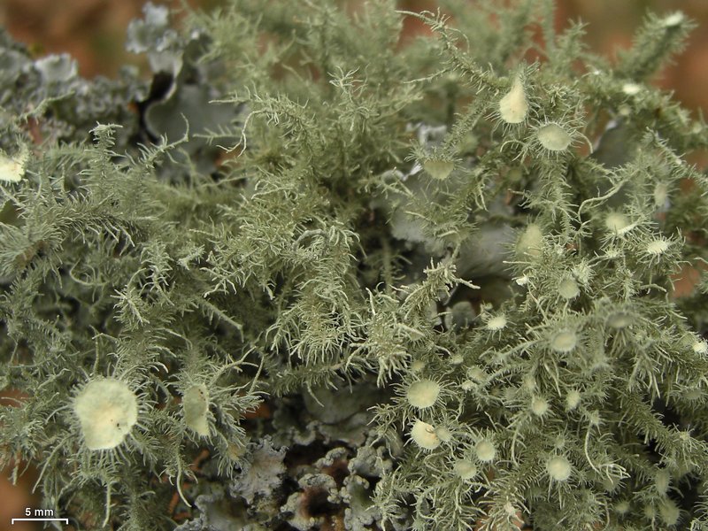 Usnea strigosa