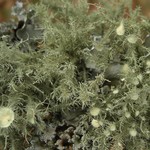 Usnea strigosa