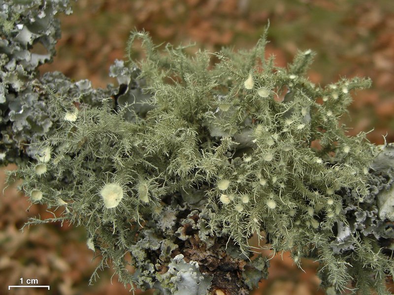 Usnea strigosa