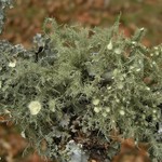 Usnea strigosa