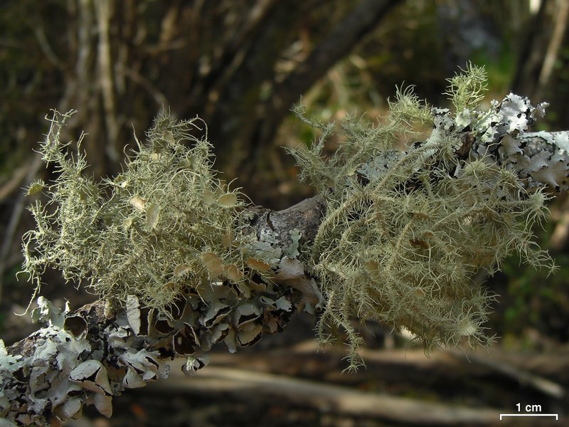 Usnea strigosa