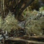 Usnea strigosa