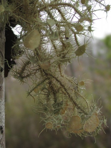 Usnea strigosa