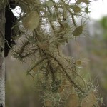 Usnea strigosa