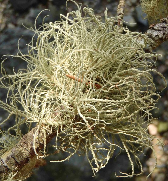 Usnea subfloridana