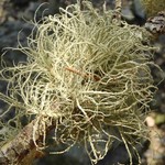 Usnea subfloridana