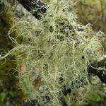 Usnea subfloridana