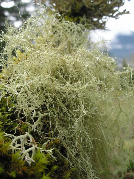 Usnea subfloridana