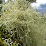 Usnea subfloridana