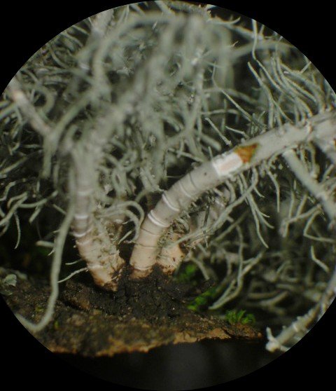 Usnea subfusca