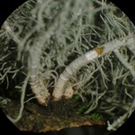 Usnea subfusca