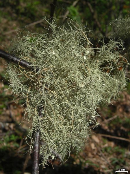 Usnea subfusca