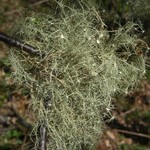 Usnea subfusca